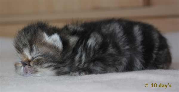 Kater 1: Brown tabby blotched, Exotic